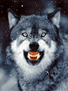 Create meme: dangerous wolf, hungry wolf, evil wolf grin