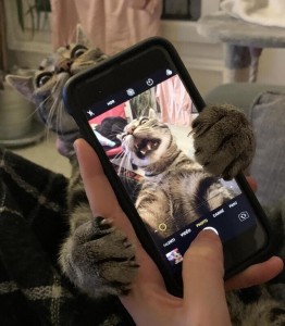 Create meme: cat taking a selfie