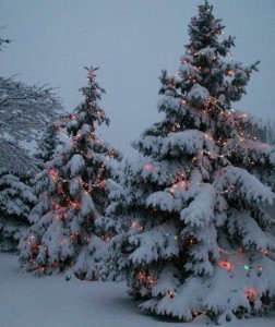 Create meme: Christmas tree, dressed Christmas tree in the forest, tree in winter