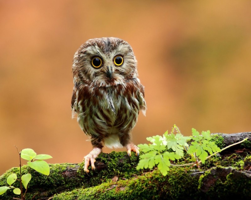 Create meme: owl , dwarf owl, house owl chick