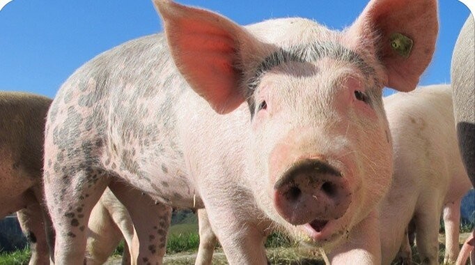 Create meme: breed of pigs, erysipelas of pigs, swine fever