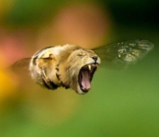 Create meme: animal hybrids photoshop, hybrid animals, a bee in flight