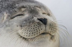 Создать мем: satisfied, seal of approval, sea lion