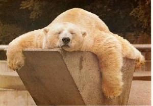 Create meme: sleeping bear, polar bear