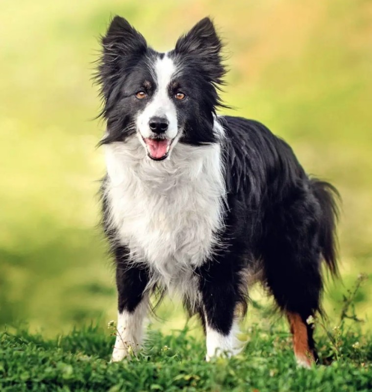 Create meme: breed of border collie, breed of border collie dogs, shepherd dog border collie