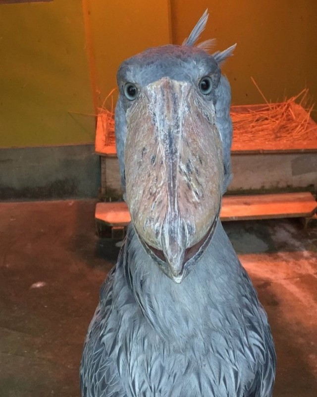 Create meme: interesting animals, heron whalehead, the shoebill Heron Royal