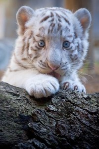 Create meme: white tiger cubs, cute white tiger, white tiger cute