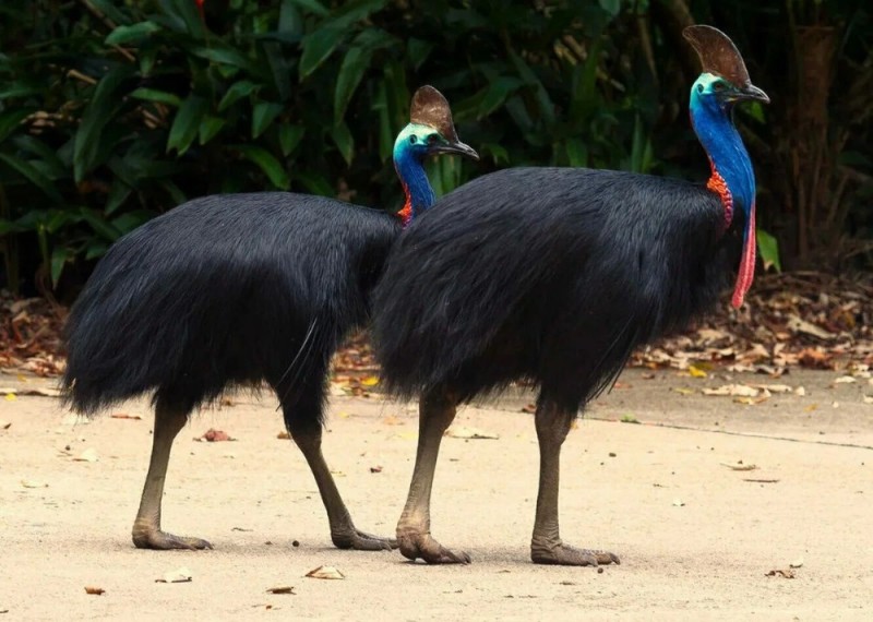 Create meme: cassowary in australia, cassowary bird, common cassowary