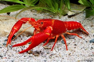 Создать мем: red lobster, красный флоридский краб