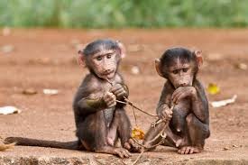 Create meme: the baby baboon, monkey cub , pet monkeys