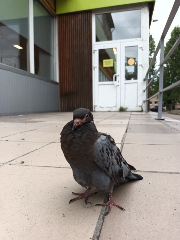 Create meme: urban dove, pigeon bird , duck pigeon
