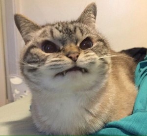 Create meme: cat funny, angry kitty, unhappy cat