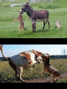 Create meme: cow and bull, donkey, cow