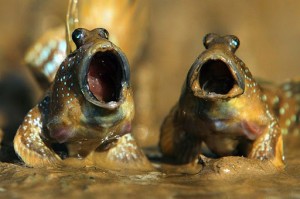 Create meme: mudskipper eyes, mangrove mudskipper, fish mudskipper