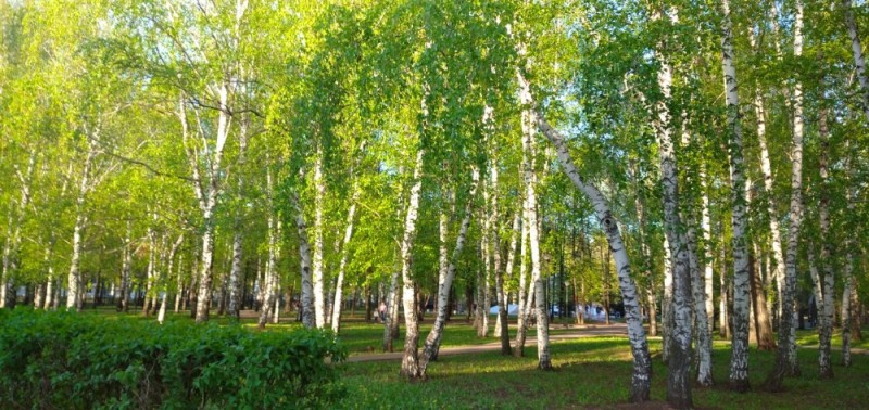 Create meme: birch grove pine forest, birch grove, birch grove izmailovo