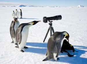 Создать мем: антарктика, атака пингвинов, забавные фото пингвинов