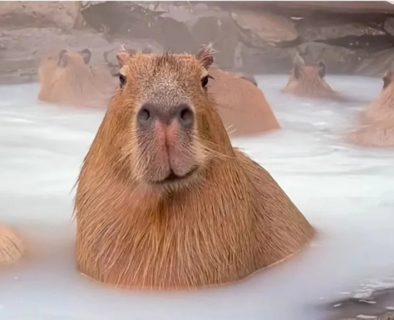 Create meme: the capybara , capybara is funny, capybara