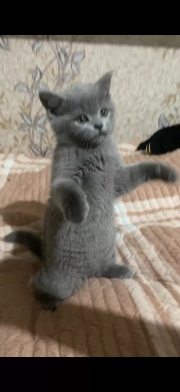 Create meme: grey kitten , the british kitten, The Briton is a straight-eared kitten