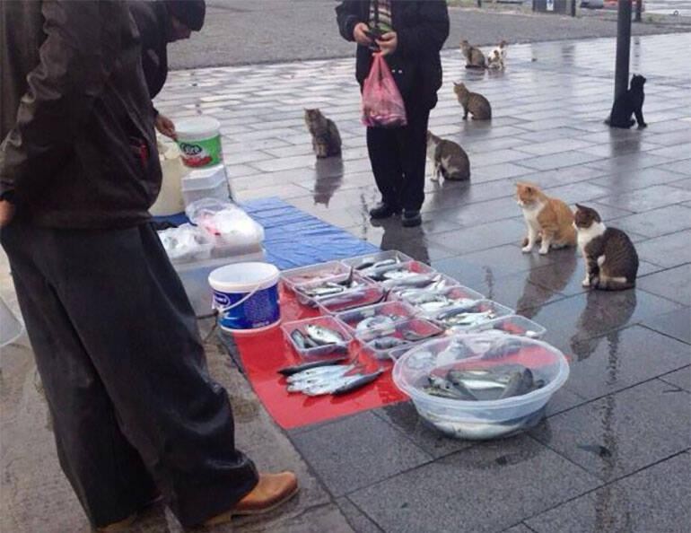 Create meme: funny animals , cats at the fish market, street cat
