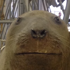 Создать мем: walrus, лицо тюленя, зоологический музей в санкт-петербурге морж