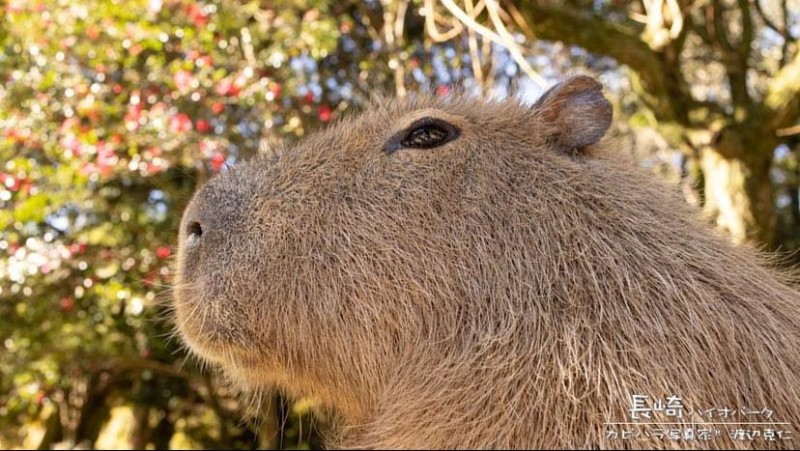 Create meme: the capybara , a pet capybara, big capybara guinea pig