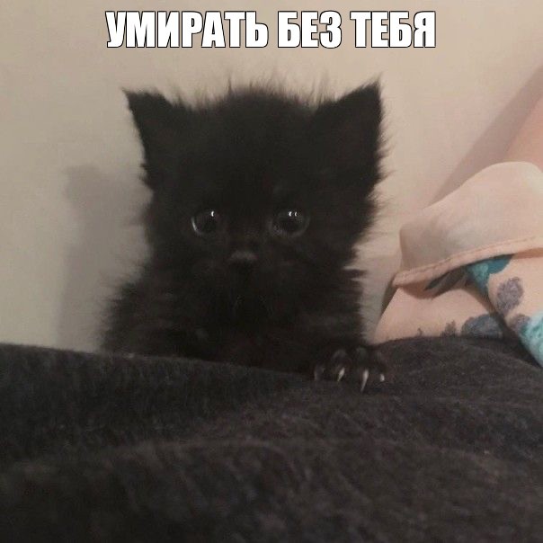 Create meme: animal kitten, Black cat, The kitten is funny