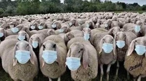 Create meme: the herd, sheep, RAM