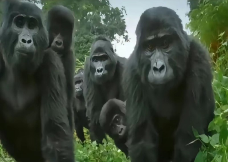 Создать мем: семейство горилл, смешная горилла, альфа самец гориллы