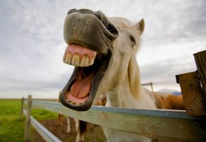 Create meme: the horse smiles, the neighing of horses