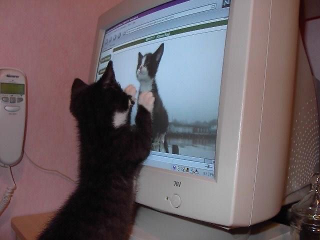 Create meme: the cat in the monitor, we are seals, the cat and the computer 