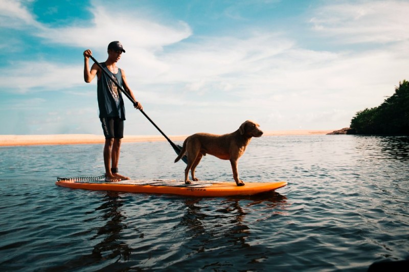 Create meme: a dog on a board, sap surfing, surfing with a paddle