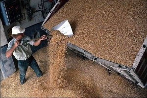 Создать мем: экспорт зерна, тонна, фуражное зерно