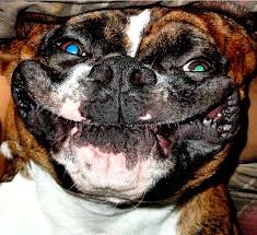 Create meme: English bulldog, dog muzzle, English bulldog muzzle