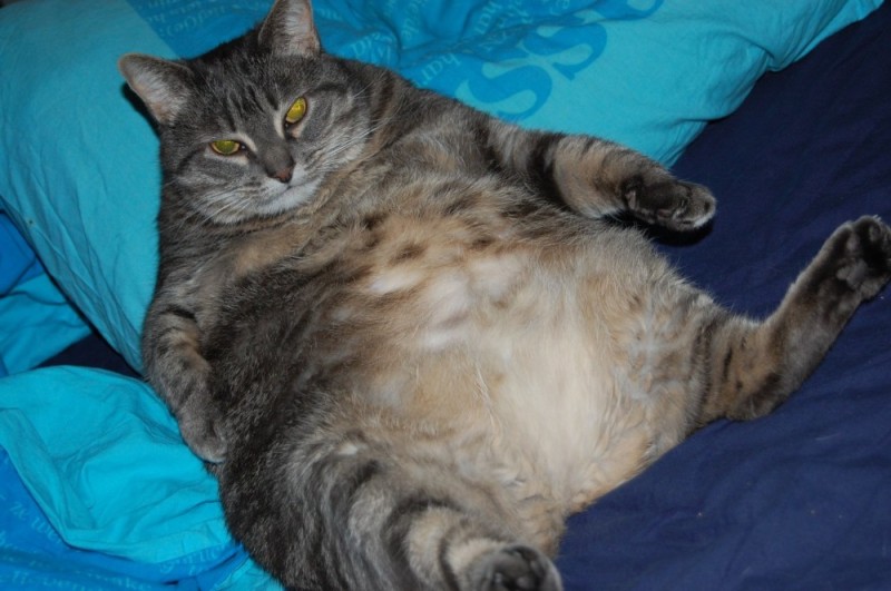 Создать мем: самый толстый кот, упитанный кот, очень толстый кот