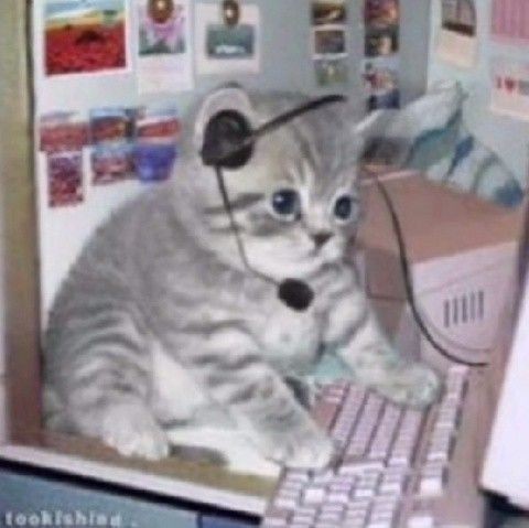 Create meme: meme with cats, kitten meme, cat with headphones