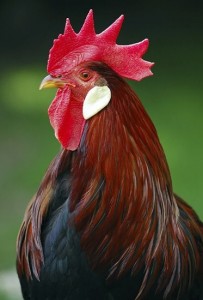 Create meme: a rooster's comb, rooster, photo of a rooster meme