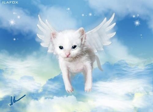 Create meme: angel cat, angel cat, angel cat