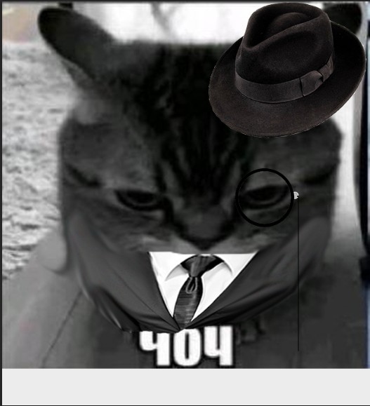 Create meme: angry cat , unhappy cat meme, the cat is gangster