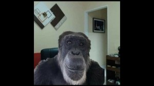 Create meme: meme monkey, screenshot