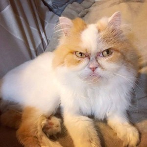 Create meme: unhappy cat, grumpy cat Louis, Persian cat