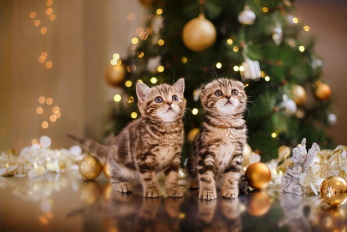 Create meme: cute animals, New Year's cat, cute kitties