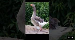 Create meme: geese