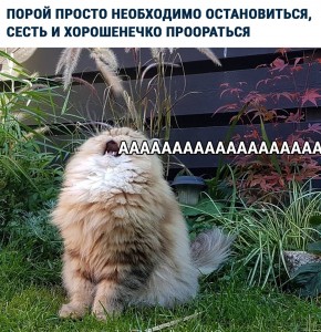 Create meme: cats with captions, lolcat, katamatite