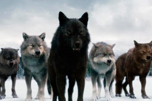 Создать мем: волчья, волк в природе, волк огромный