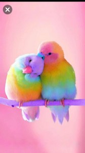 Create meme: love birds