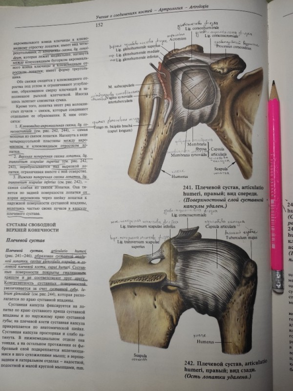 Create meme: shoulder joint, shoulder joint anatomy, shoulder joint diagram