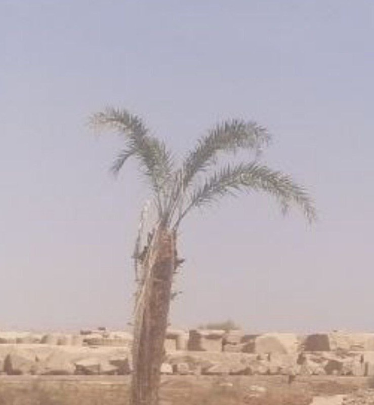 Create meme: Palm tree in the desert, plant , date palm of the desert