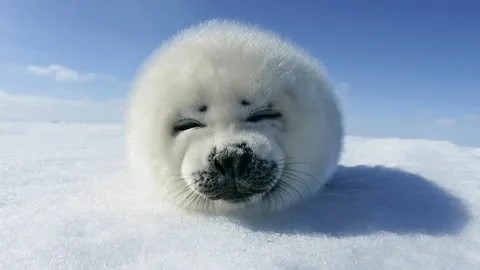 Create meme: Baikal seal Belek, seal belek, good morning north