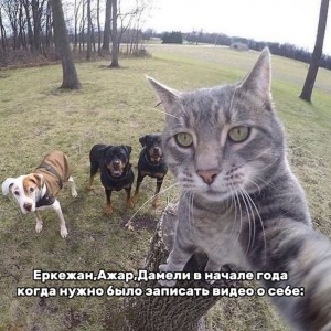Create meme: selfie cat on the background of dogs, cat taking a selfie, cat selfie with the dogs