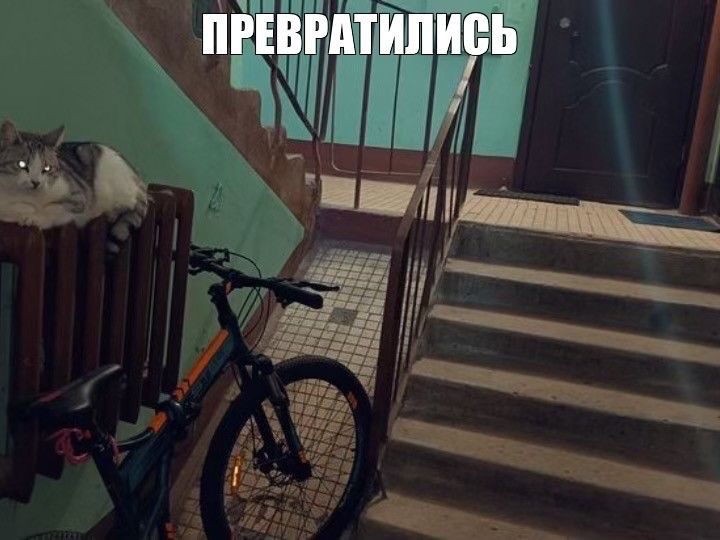 Create meme: cat in the entrance, cat on the stairs, the cat comes down the stairs